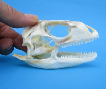 3-1/2 inches Real Iguana Skull for Sale, Beetle Cleaned, Not Whitened for $74.99