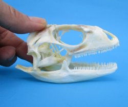 3-1/2 inches Real Iguana Skull for Sale, Beetle Cleaned, Not Whitened for $74.99