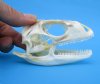 3-1/2 inches Real Iguana Skull for Sale, Beetle Cleaned, Not Whitened - Buy this one for <font color=red> $74.99</font> Plus $8.50 First Class Mail