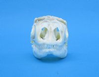 3-1/2 inches Real Iguana Skull for Sale, Beetle Cleaned, Not Whitened for $74.99