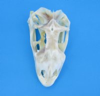 3-1/2 inches Real Iguana Skull for Sale, Beetle Cleaned, Not Whitened for $74.99