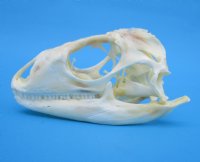 3-1/2 inches Real Iguana Skull for Sale, Beetle Cleaned, Not Whitened for $74.99