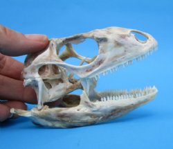 4-1/2 inches Extra Large Green Iguana Skull for Sale, Beetle Cleaned, Not Whitened - Buy this one for $94.99