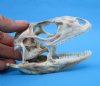 4-1/2 inches Extra Large Green Iguana Skull for Sale, Beetle Cleaned, Not Whitened - Buy this one for $94.99