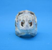 4-1/2 inches Extra Large Green Iguana Skull for Sale, Beetle Cleaned, Not Whitened - Buy this one for $94.99