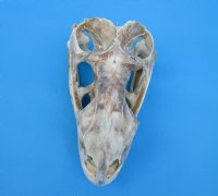 4-1/2 inches Extra Large Green Iguana Skull for Sale, Beetle Cleaned, Not Whitened - Buy this one for $94.99