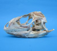 4-1/2 inches Extra Large Green Iguana Skull for Sale, Beetle Cleaned, Not Whitened - Buy this one for $94.99