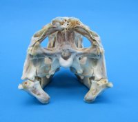 4-1/2 inches Extra Large Green Iguana Skull for Sale, Beetle Cleaned, Not Whitened - Buy this one for $94.99