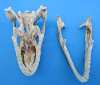 4-1/2 inches Extra Large Green Iguana Skull for Sale, Beetle Cleaned, Not Whitened - Buy this one for $94.99