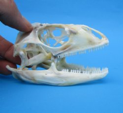 3-1/2 inches Authentic Iguana Skull for Sale, Beetle Cleaned, Not Whitened for $74.99