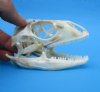 3-1/2 inches Authentic Iguana Skull for Sale, Beetle Cleaned, Not Whitened - Buy this one for <font color=red> $74.99</font> (Plus $8.50 First Class Mail)
