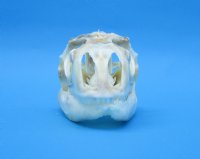 3-1/2 inches Authentic Iguana Skull for Sale, Beetle Cleaned, Not Whitened for $74.99