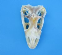 3-1/2 inches Authentic Iguana Skull for Sale, Beetle Cleaned, Not Whitened for $74.99