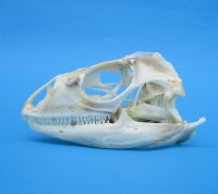 3-1/2 inches Authentic Iguana Skull for Sale, Beetle Cleaned, Not Whitened for $74.99