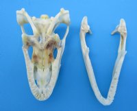 3-1/2 inches Authentic Iguana Skull for Sale, Beetle Cleaned, Not Whitened for $74.99