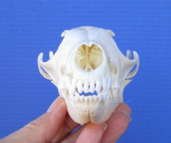 5-1/2 inches Red Fox Skull <font color=red> Good Quality</font> for $54.99