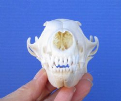 5-1/2 inches Red Fox Skull <font color=red> Good Quality</font> for $54.99