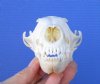 5-1/2 inches Good quality Red Fox Skull for Sale for $49.99 Plus $8.50 Postage