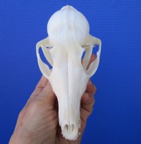 5-1/2 inches Red Fox Skull <font color=red> Good Quality</font> for $54.99