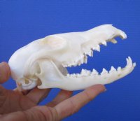 5-1/2 inches Red Fox Skull <font color=red> Good Quality</font> for $54.99