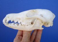 5-1/2 inches Red Fox Skull <font color=red> Good Quality</font> for $54.99