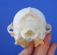 5-1/2 inches Red Fox Skull <font color=red> Good Quality</font> for $54.99