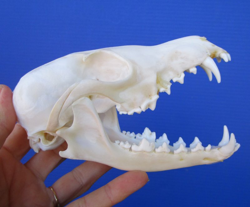 Beautiful, red fox skull with impressive canines, available at Natur