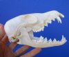 5-3/4 inches Real Red Fox Skull for Sale Buy this one for $49.99 Plus $8.50 Postage