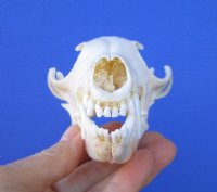 5-3/4 inches Real Red Fox Skull for Sale for $53.99