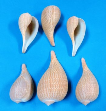 3 to 3-7/8 inches Graceful Elongate Fig Shells, Ficus Gracilis - 24 @ .54 each; 48 @ .48 each