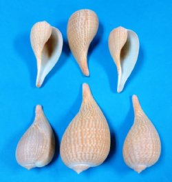 3 to 3-7/8 inches Graceful Elongate Fig Shells, Ficus Gracilis - 24 @ .54 each; 48 @ .48 each