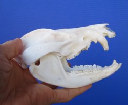 5 inches Large Opossum Skull for Sale for $44.99