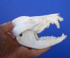5 inches Large Opossum Skull for Sale - Buy this one for <font color=red> $44.99</font> Plus $8.50 First Class Mail