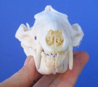 5 inches Large Opossum Skull for Sale for $44.99