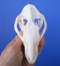 5 inches Large Opossum Skull for Sale for $44.99