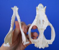 5 inches Large Opossum Skull for Sale for $44.99