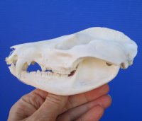 5 inches Large Opossum Skull for Sale for $44.99