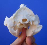 5 inches Large Opossum Skull for Sale for $44.99