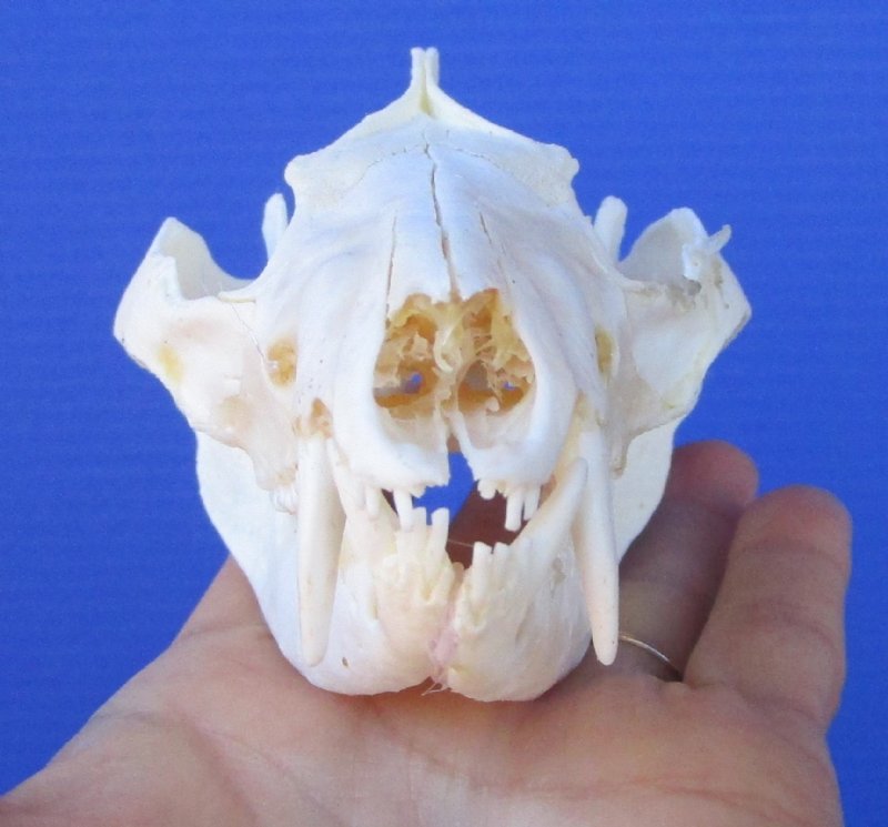 5 inches Large American Opossum Skull for Sale 44.99