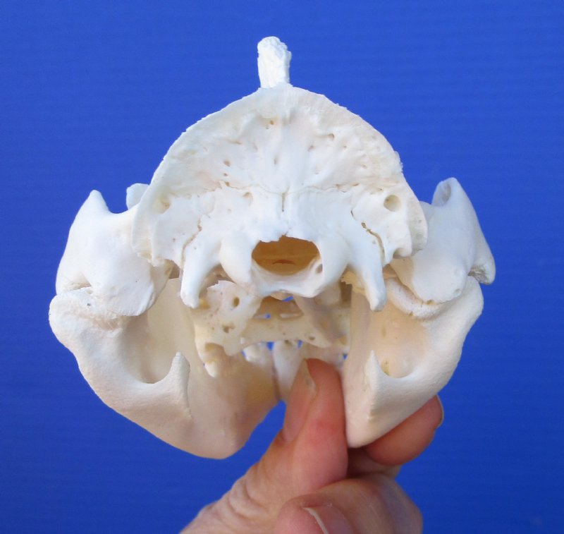 5 inches Large American Opossum Skull for Sale 44.99