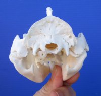 5 inches Large American Opossum Skull for Sale for $44.99