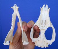 5 inches Large American Opossum Skull for Sale for $44.99