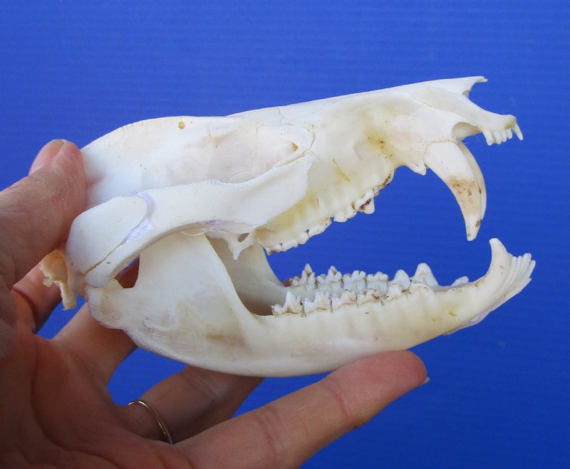 Opossum Skull Anatomy