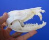 4-3/4 inches Possum Skull for Sale - Buy this one for <font color=red> $39.99</font> Plus $8.50 first class mail