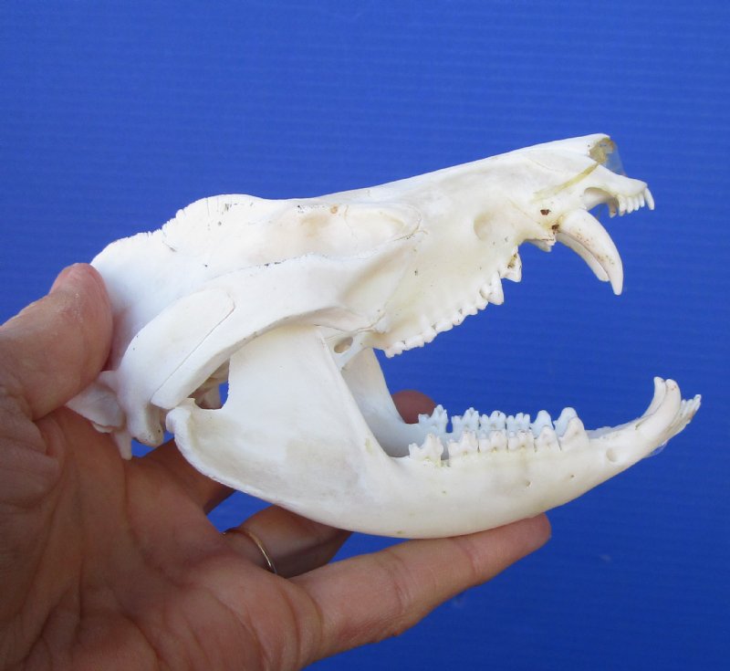 5 inches Large Opossum Skull for Sale