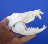 5 inches Large Opossum Skull for Sale - Buy this one for <font color=red> $49.99</font> Plus $8.50 Mail