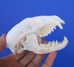 4-1/4 inches Real Raccoon Skull for $32.99