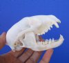 4-1/4 inches Real Raccoon Skull for $32.99 Plus $8.50 Fist Class Postage