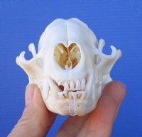 4-1/4 inches Real Raccoon Skull for $32.99