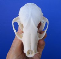 4-1/4 inches Real Raccoon Skull for $32.99